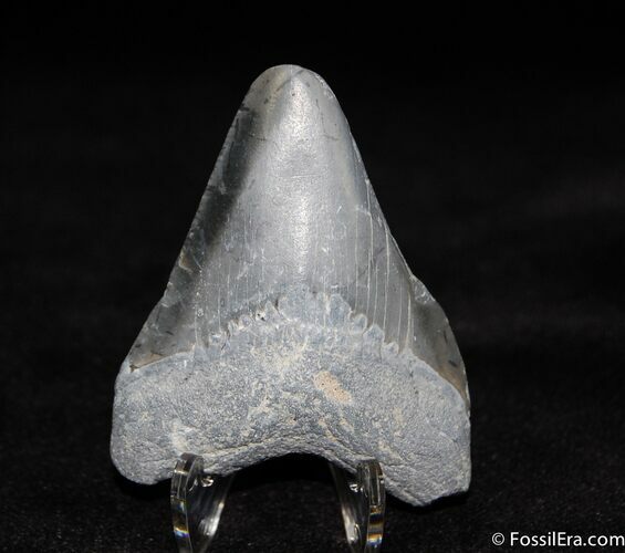 Inch Bone Valley Megalodon Tooth #530